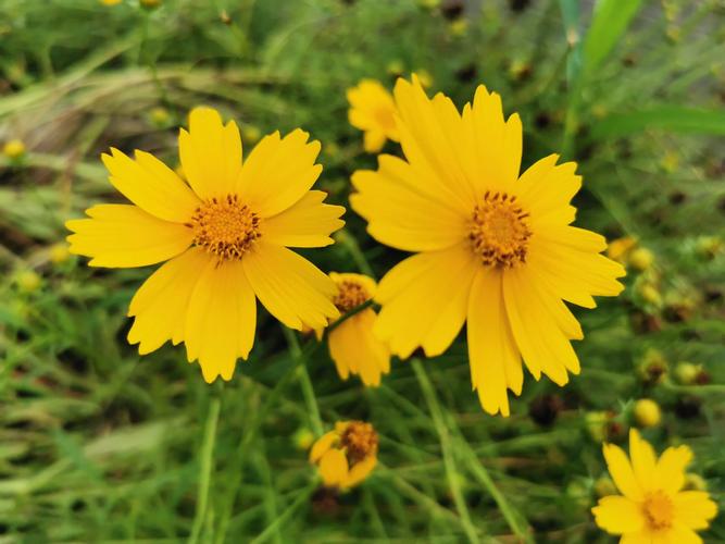 花中吸血鬼,大花金鸡菊!