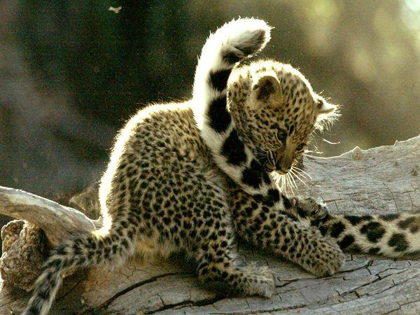 leopard cub playing with mother"s tail 小豹把妈妈的尾巴当玩具