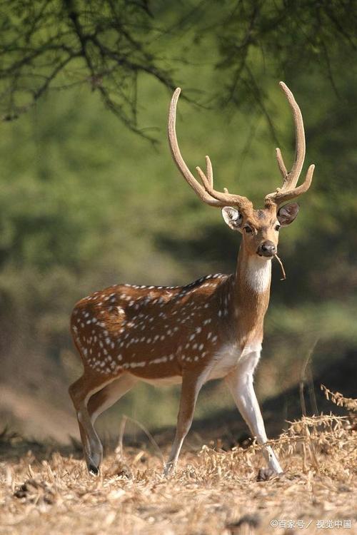梅花鹿身上美丽的花纹,就像是一朵朵梅花,头上的鹿角