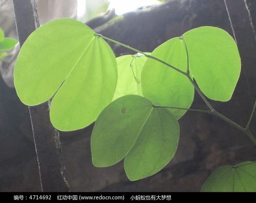 叶子枝条藤蔓花朵星星心形
