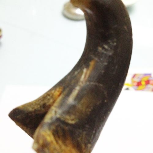 虎爪是这样的吗?