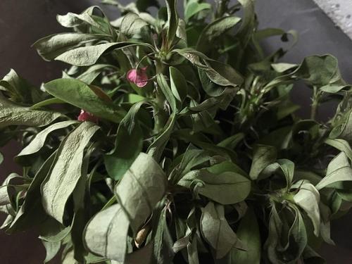 标题:【求助】这花枯成这样了还能抢救回来吗?浇水也没有用,是缺水吗