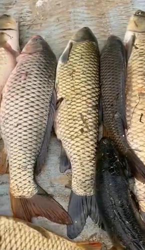 男子湘江"可视化锚鱼",几十斤大鱼接连上岸,网友:能钓