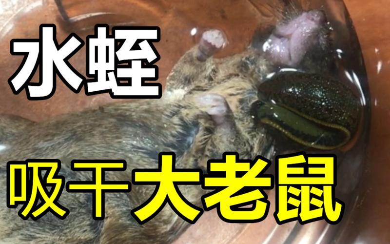 重口慎入 水蛭吸干整只老鼠
