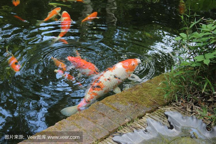 在日本花园池塘的大型锦鲤鲤鱼饲养的形象