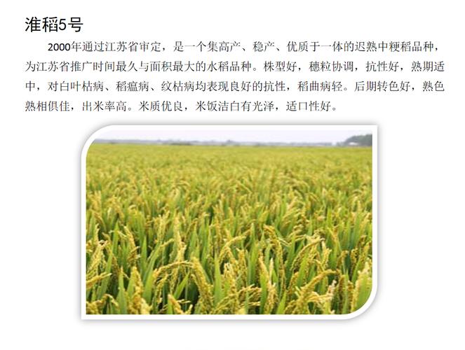 淮稻5号 - 科研成果 - 江苏徐淮地区淮阴农科所(淮安市农科院)