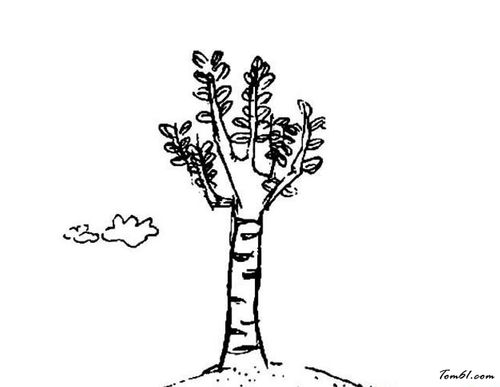 白杨树2图片_简笔画图片_少儿图库_中国儿童资源网