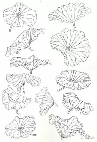荷叶的白描造型 画荷叶先画出外部轮廓,再在荷叶轮廓中勾出叶心(叶脐