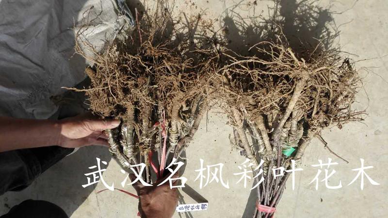 武汉名枫彩叶花木台湾牡丹樱八重红枝垂樱等樱花新品种苗木已顺利发往