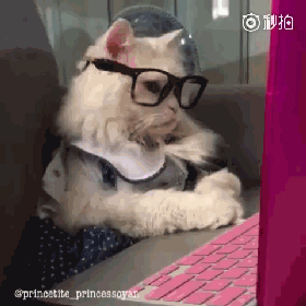 猫咪戴上眼镜后,好斯文,好有气质