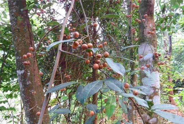 飞龙掌血是一种怎样的植物?