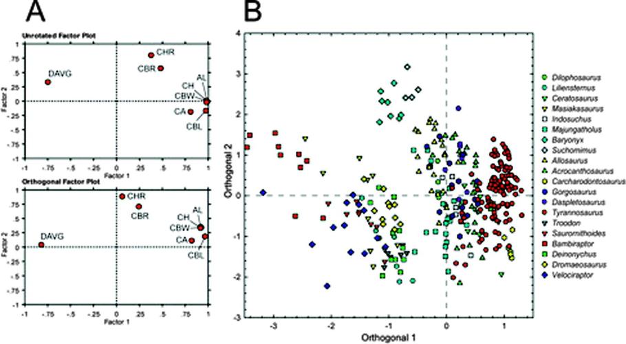 dental morphology and variation in theropod dinosaurs