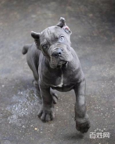 出售纯种意大利护卫犬卡斯罗幼犬 猛犬卡斯罗 包健康