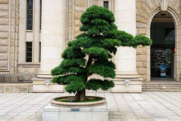 罗汉松的养殖方法和注意事项:罗汉松的养殖方法 养殖注意事项