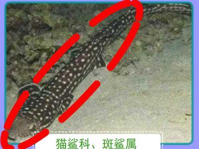 斑鲨