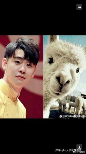 我觉得张云雷是羊驼哈哈哈哈哈哈哈哈哈哈哈 这个不用我说大家都明白