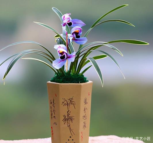 夏季养兰,首选—紫月荷,花色神秘,叶带金边,勤花勤草