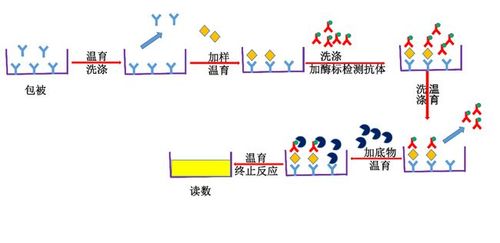 双抗夹心 elisa 原理示意图b)底物 tmb 应分装对于需要自己包被抗体