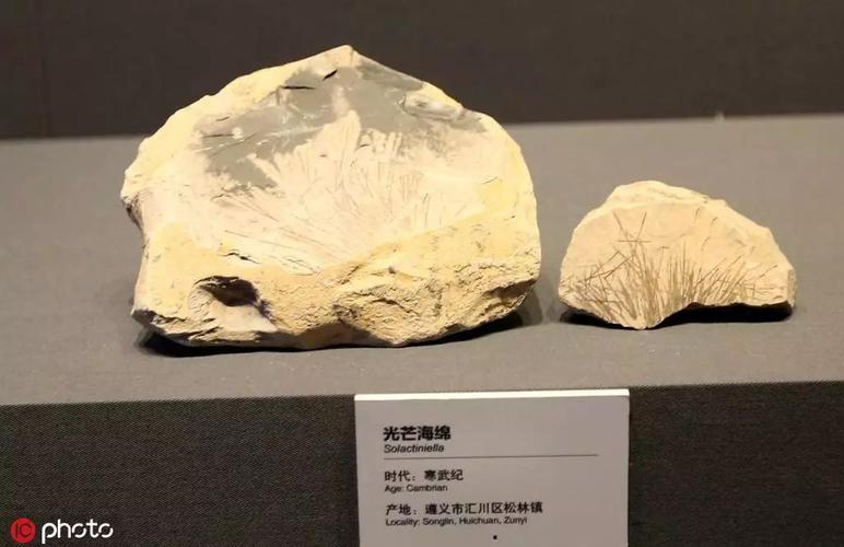 【资讯】中德科学家发现5亿多年前原始六射海绵化石