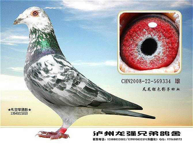 银色爱罗斯直孙_龙强兄弟鸽舍_ag188.com爱鸽商城_中国信鸽信息网