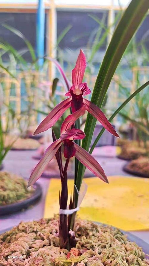 国兰上的中国红