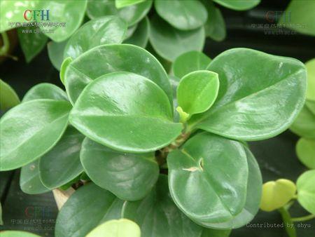 求一种植物的名字 这种叶子又圆又厚