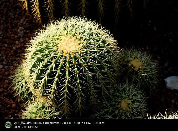 【仙人球c 09.12.02摄影图片】香山万生苑生态摄影_网