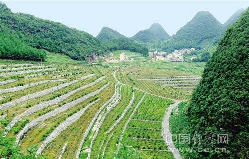[砥砺奋进的5年]云南文山州西畴县:荒漠如何变绿洲