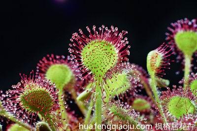 圆叶茅膏菜图片