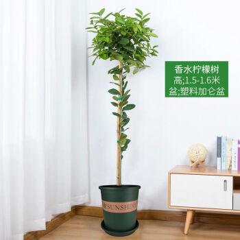 四季结果柠檬树盆栽阳台带果花苞树苗庭院植物水果树绿植室内香水柠檬