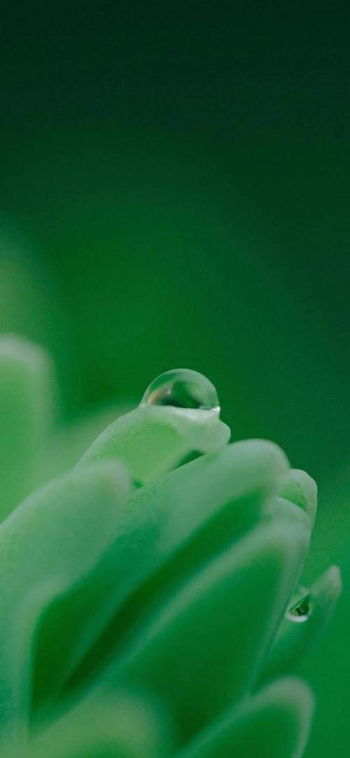 ppt 背景 壁纸 电脑桌面 发芽 绿色 绿色植物 绿叶 嫩芽 嫩叶 树叶