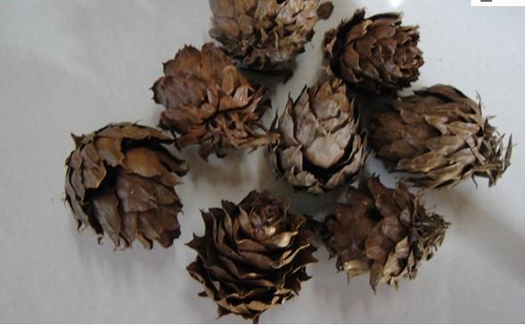 杉树的小果子叫松果吗如图