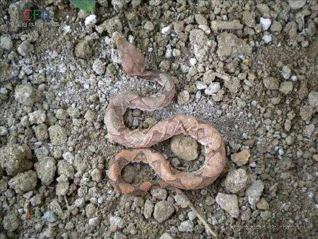 头部是三角形,尾巴尖是金黄的,身体很胖,大约20～40公分长的腹蛇,由于