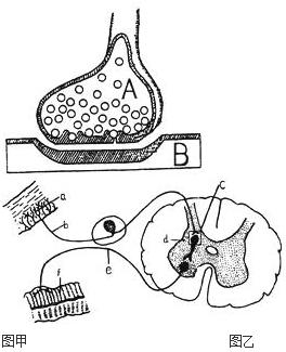 下图甲示反射弧的结构模式图,图乙是甲图中某一结