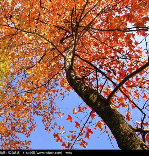 秋天的枫树