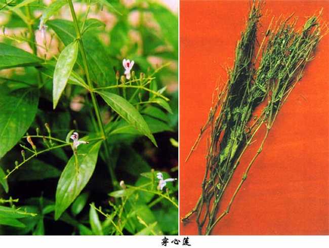穿心莲功效与作用