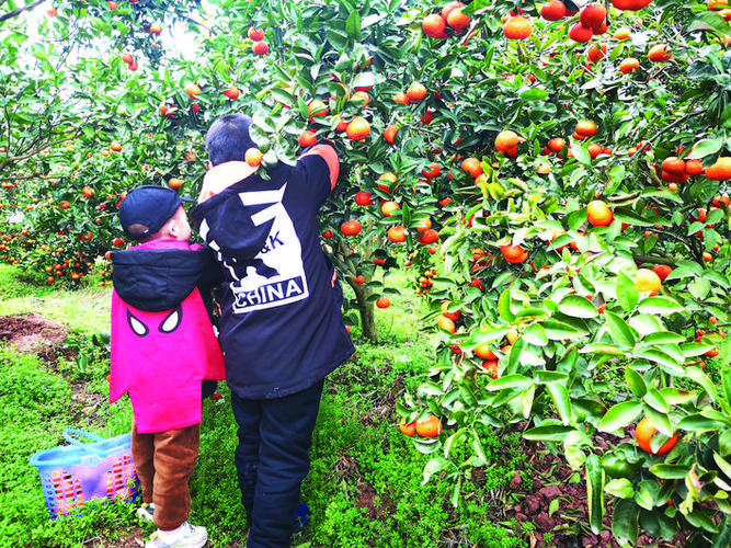 万州春季采摘柑橘地图新鲜出炉