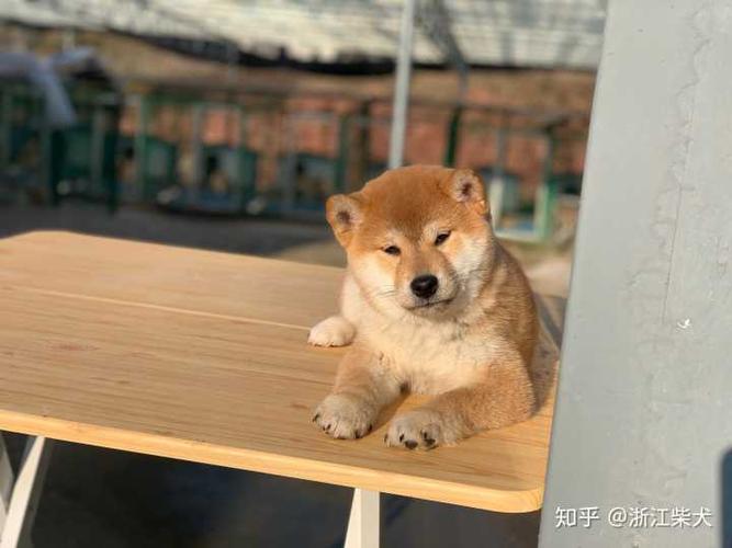 求看看这是柴犬吗?