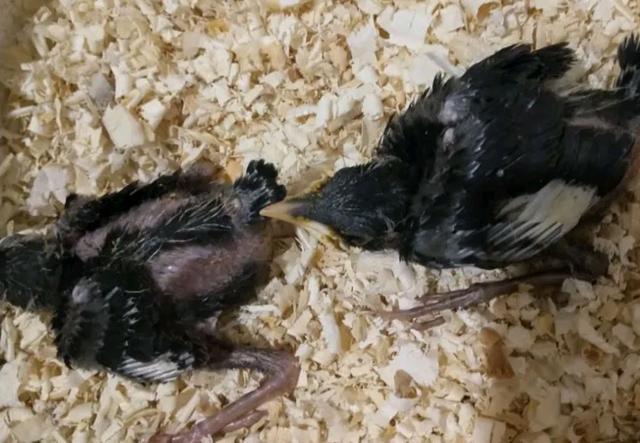 南方地区气候变暖,八哥的繁殖季节到了!