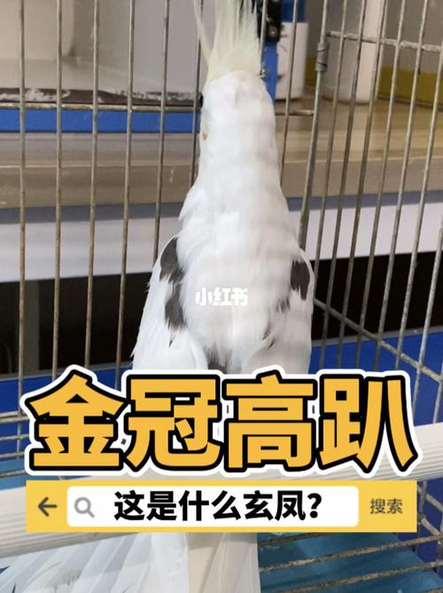 玄凤鹦鹉品种辨别【这是什么玄凤?