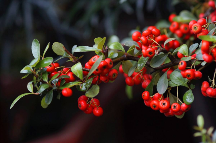 火棘树 - 热门商品专区