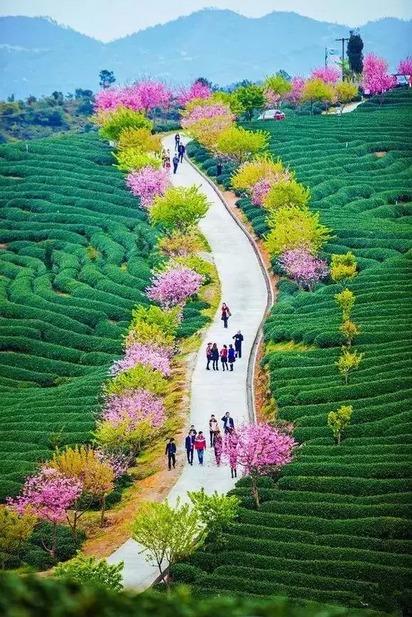 这里就是云南大理无量山的樱花谷