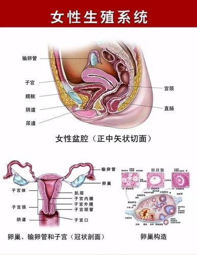卵巢癌c.子宫内膜癌d.子宫颈癌e.