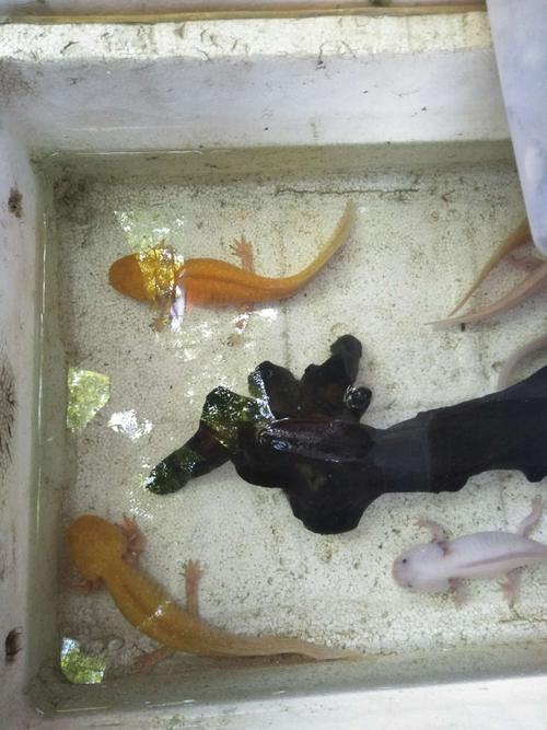 看看,六耳发财龙鱼,有金龙和银龙之分(⊙o⊙)哦!