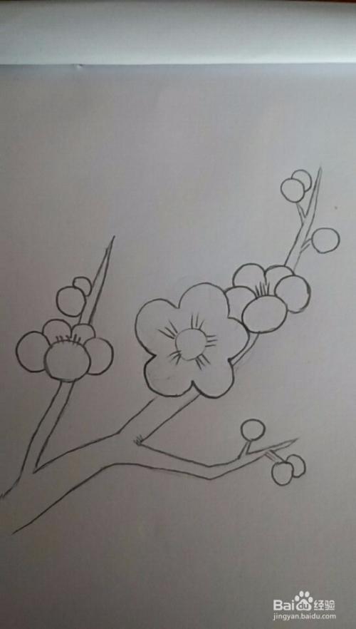 多妈简笔画花朵一枝梅花