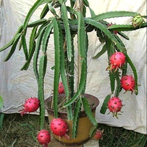 家里有阳台的,建议种上这几种水果盆栽,高产耐活纯天然