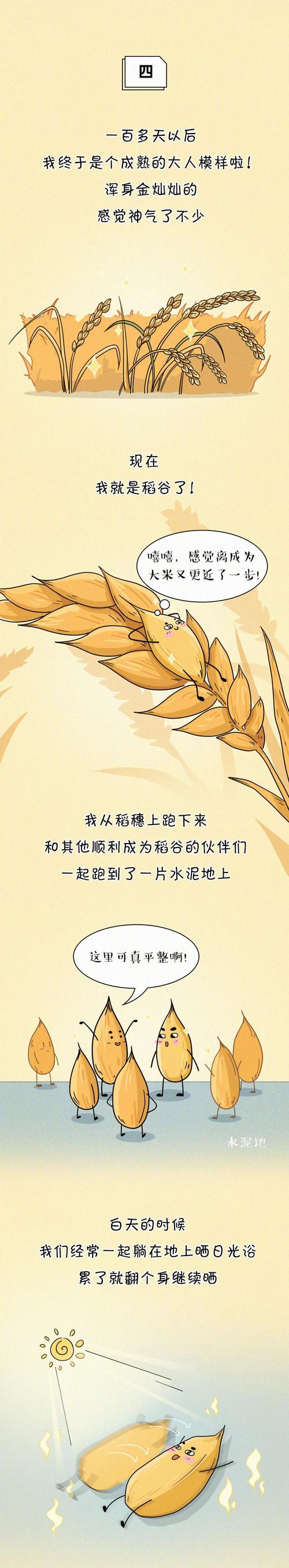 一粒米的故事