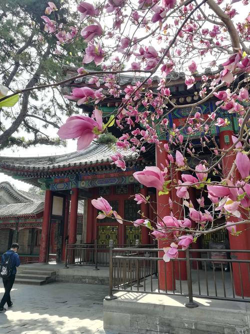 玉兰花开美不胜收!