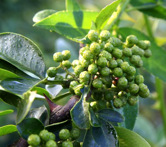 粒大饱满的青花椒