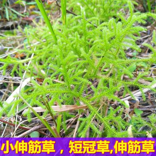 野生小伸筋草新鲜伸筋草500克石松狮子尾草舒筋草抽筋草中草药材